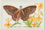 The lappet moth.
