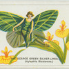 The scarce green silver lines.