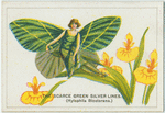 The scarce green silver lines.