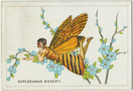 Euplocamus bienerti.
