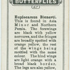 Euplocamus bienerti.