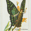 Iphiclides celadon.