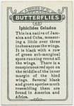 Iphiclides celadon.