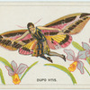 Dupo vitis.