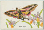 Dupo vitis.