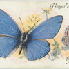 Great Britain - adonis blue.