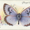 Great Britain - large blue.