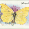 Great Britain - brimstone.