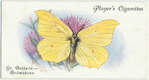 Great Britain - brimstone.