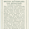 Great Britain - brimstone.