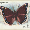 Great Britain - camberwell beauty.
