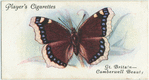Great Britain - camberwell beauty.
