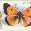 Great Britain - clouded yellow.