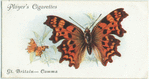 Great Britain - comma.