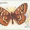 Great Britain - marsh fritillary.