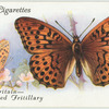 Great Britain - silver-washed fritillary.