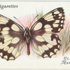 Great Britain - marbled white.