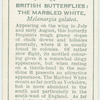 Great Britain - marbled white.