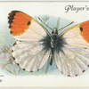 Great Britain - orange tip.