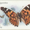Great Britain - painted lady.