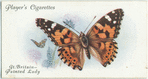 Great Britain - painted lady.