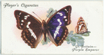 Great Britain - purple emperor.