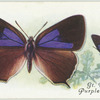 Great Britain - purple hairstreak.