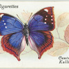 Central Africa - kallima jacksoni.