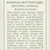 Central Africa - kallima jacksoni.