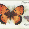 Central Africa - precis octavia.