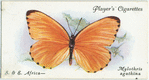 South & East Africa - mylothris agathina.