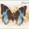 West Africa - charaxes smaragdalis.