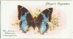 West Africa - charaxes smaragdalis.