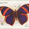 Central America - epiphile grandis.