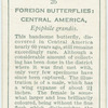 Central America - epiphile grandis.
