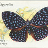 Central & South America - click butterfly.