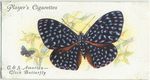 Central & South America - click butterfly.