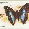 South America - chlorippe lavinia.