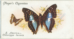 South America - chlorippe lavinia.