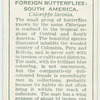 South America - chlorippe lavinia.