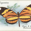 Central & South America - heliconius narcaea.