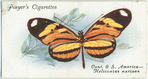 Central & South America - heliconius narcaea.