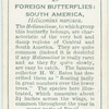 Central & South America - heliconius narcaea.