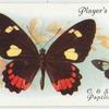 Central & South America - papilio childrenae.