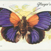 South America - agrias hewitsonius.