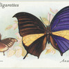 South America - anaea panariste.