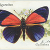 South America - callithea d. hewitsoni.