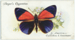 South America - callithea d. hewitsoni.