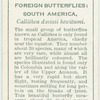South America - callithea d. hewitsoni.