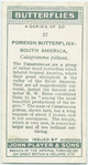 South America - catagramma pitheas.